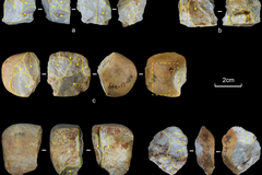 Miniaturized Lithic Technology at the Shanghu Site (Southern China) and its Implications featured image